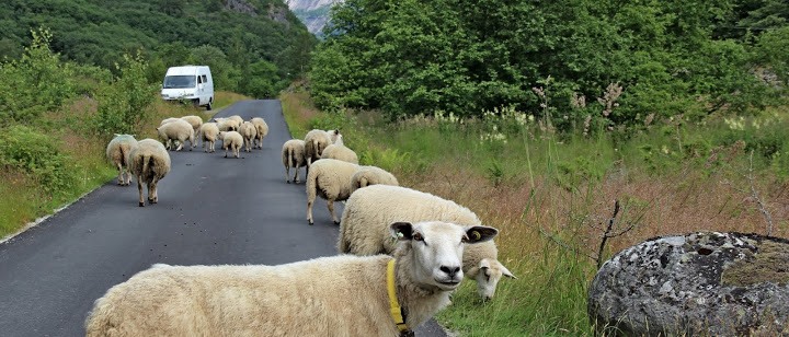 Random Penguin Photo